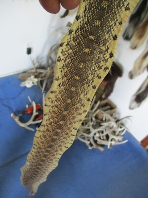 BULL snake skin snake hide DRY tanned bow wrap blanks snake art NICE 36 IN. V1