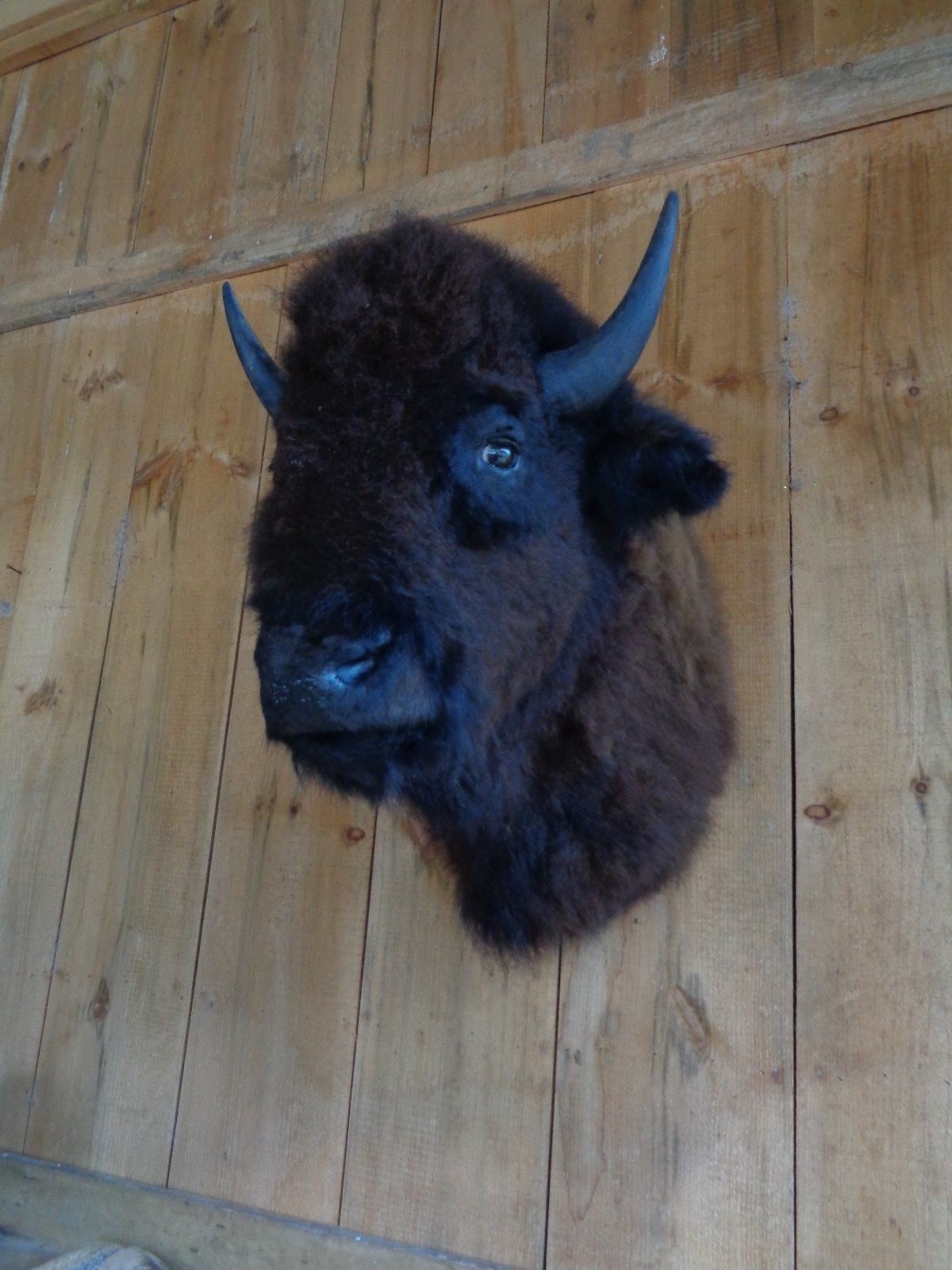Buffalo Shoulder Mount/taxidermy/bison/hide/real #2