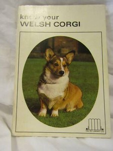 corgi gumtree
