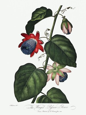 Winged Passion-Flower The Temple of Flora by Robert John Thornton Print Repro