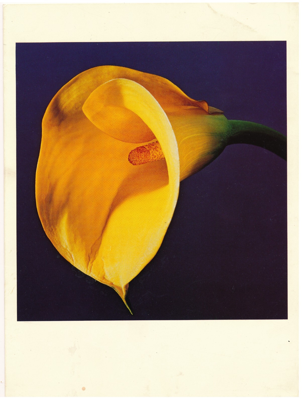 すぐ届く！ SAINT Mxxxxxx ROBERT MAPPLETHORPE CALLA LILY SS T SAINT Mxxxxxx/セントマイケル】×Robert Mapplethorpe CALLA