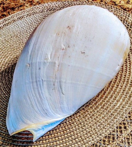 Large Conch Sea Shell 9
