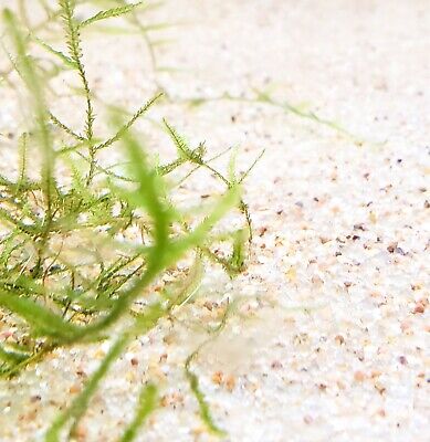 Natural Aquarium Sand - WASHED READY FOR USE Substrate for Plants - Medium Grain