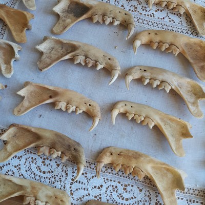 Small Animals - Jaw Bones