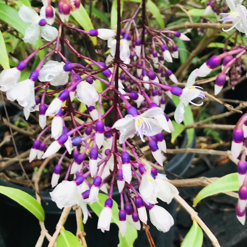 Medinilla Dolichophylla * CHANDELIER PLANT * Cascading