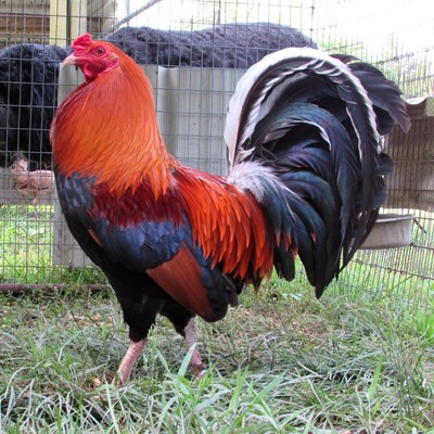 7pk Lacy Roundhead Hatching Eggs from Pinnon Hatch Farms