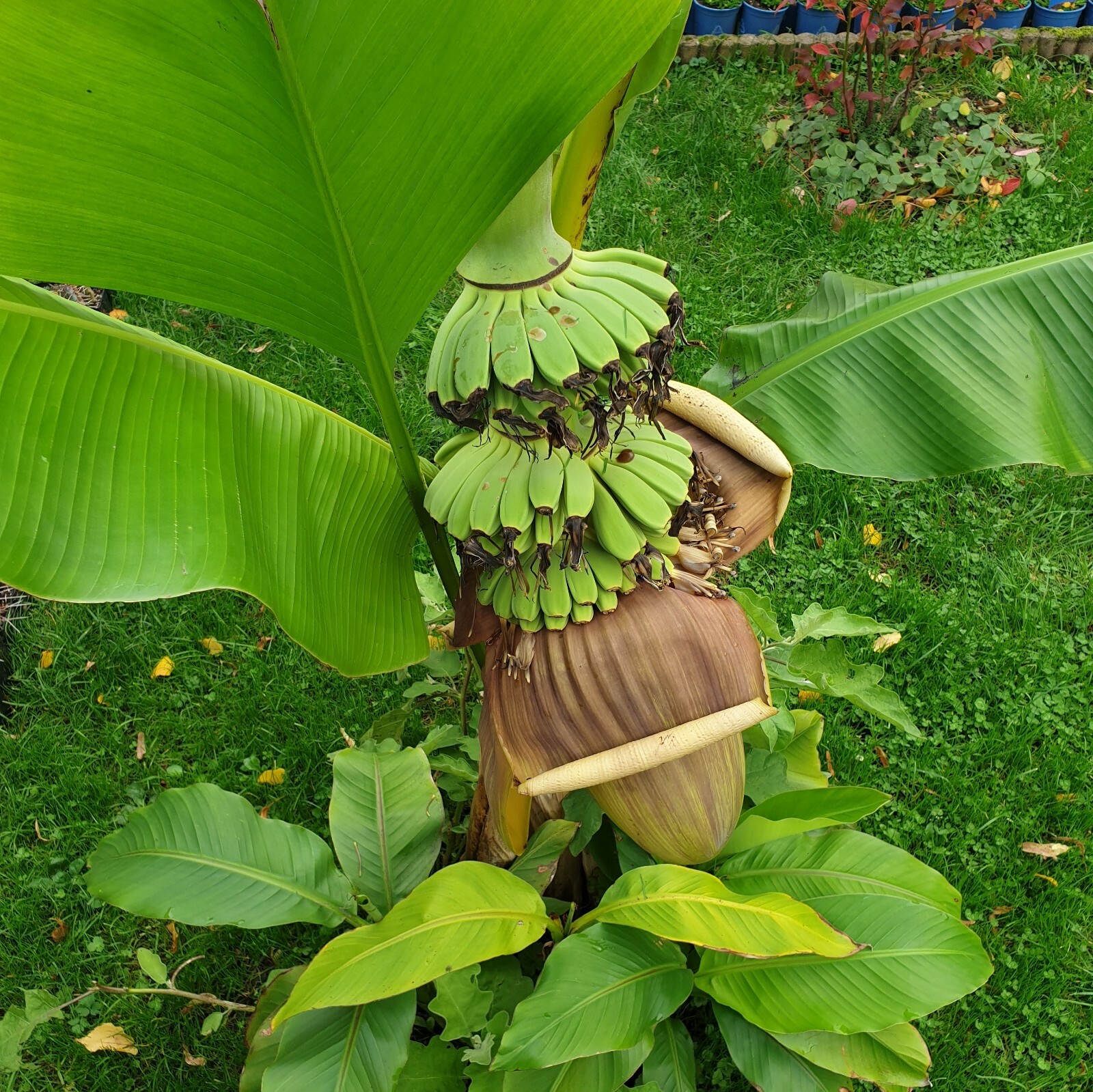 Musa Basjoo japanische Faserbanane  Die robuste winterharte Bananenpflanze