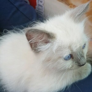 Ragdoll Kitten Long Hairs Blue Eyes Cats Kittens Gumtree