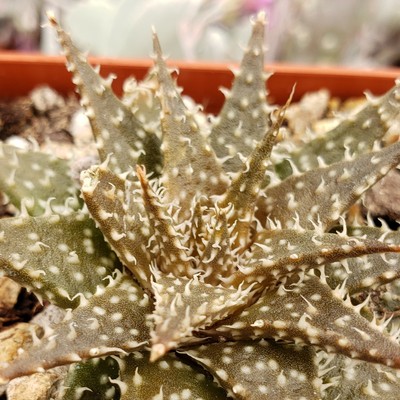 Aloe Pepe Cactus Cacti Succulent Real Live Plant