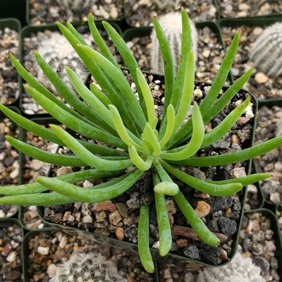 Senecio vitalis Cactus Cacti Succulent Real Live Plant