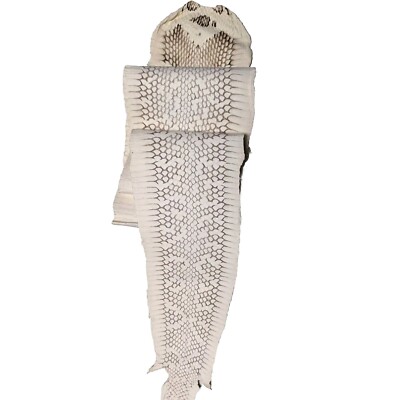 Matte Unbreached Natural Cobra Snake Skin w/ Natural ''O'' Mark 46x5.5''
