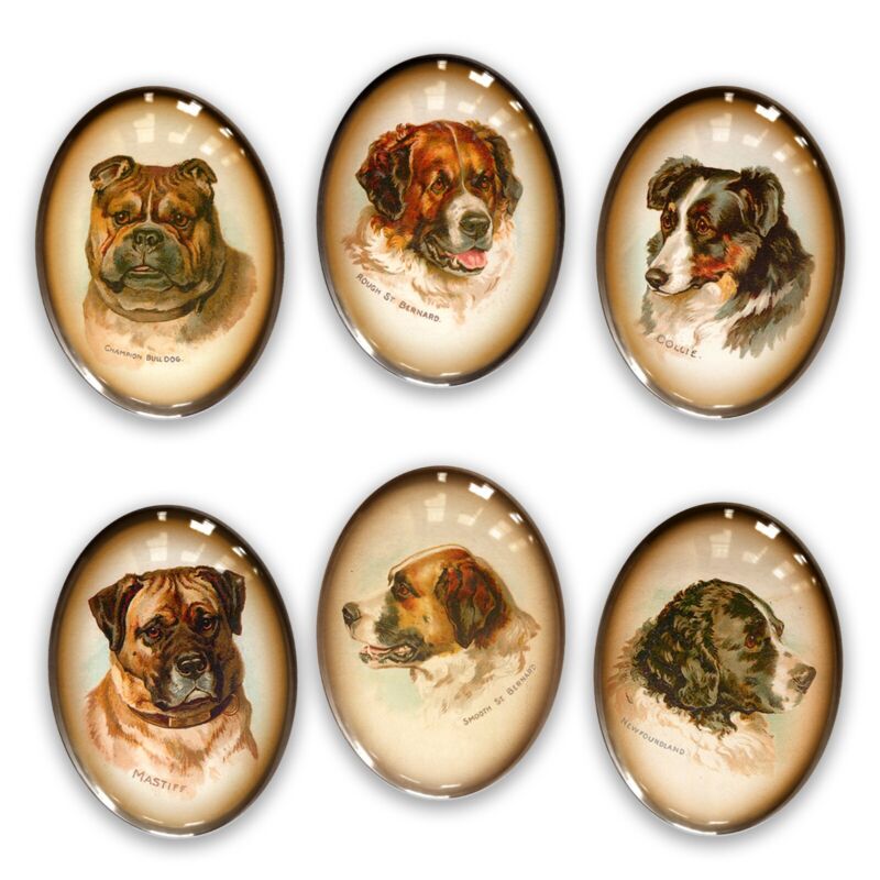 6pc Lot Glass Cameo Cabochon Victorian Dog Illustrations Vintage Breeds Mastiff