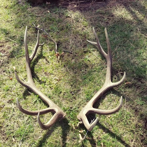 REAL Brown Elk Antler Sheds Set Pair Deer Moose TAXIDERMY Mount Log Cabin Decor