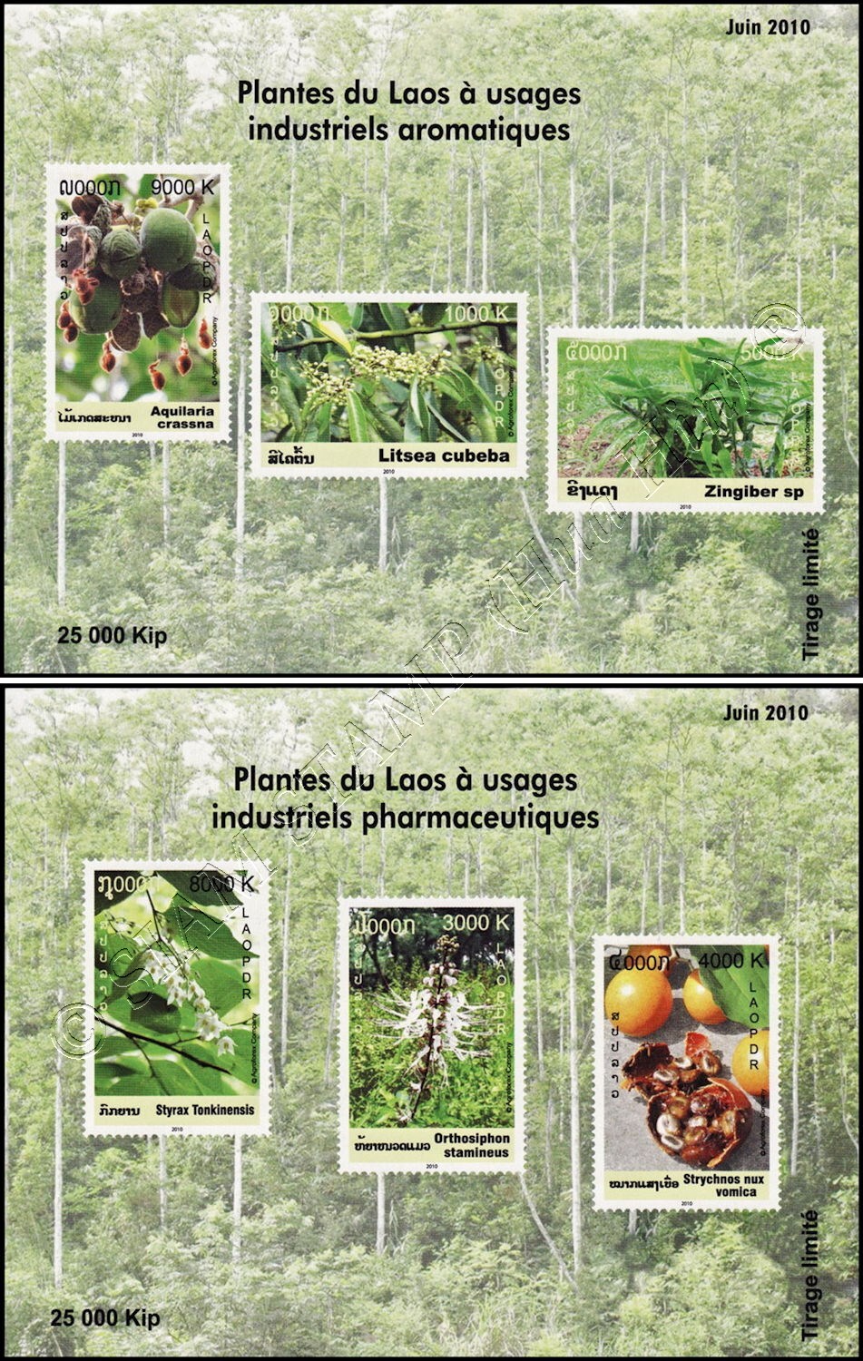 Medicinal Plant List of Myanmar 薬用植物図鑑 Medicinal Plant List of Myanmar 薬用植物図鑑 Amazon.com: The