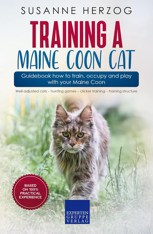 Training a Maine Coon Cat – Guidebook How to Train, Occupy and Play with Your Ma