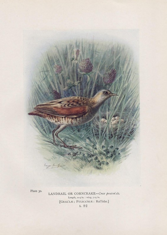 WachtelkÃ¶Nig (Crex Crex) Farbdruck Von 1910 Corn Crake Landrail