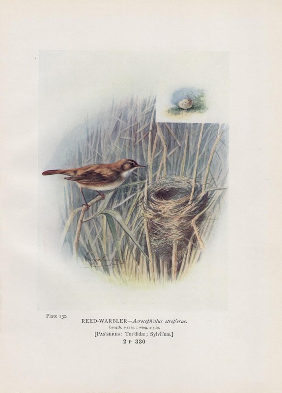 SchilfrohrsÃ¤Nger Acrocephalus Schoenobaenus Eier Farbdruck V. 1910 Sedge Warbler