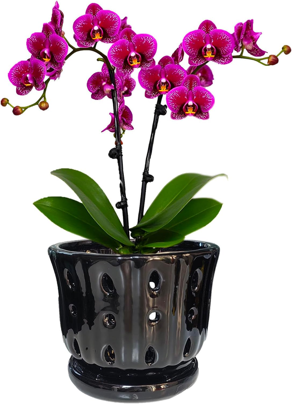 Ceramic Orchid Pot with Attached Saucer and Drainage Hole 6'' Orchid Planter (Bl