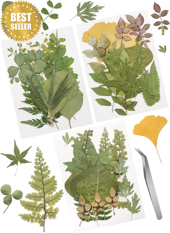 63 Pcs Real Dried Pressed Leaves Natural Assorted Dried Greenery with Tweezer fo