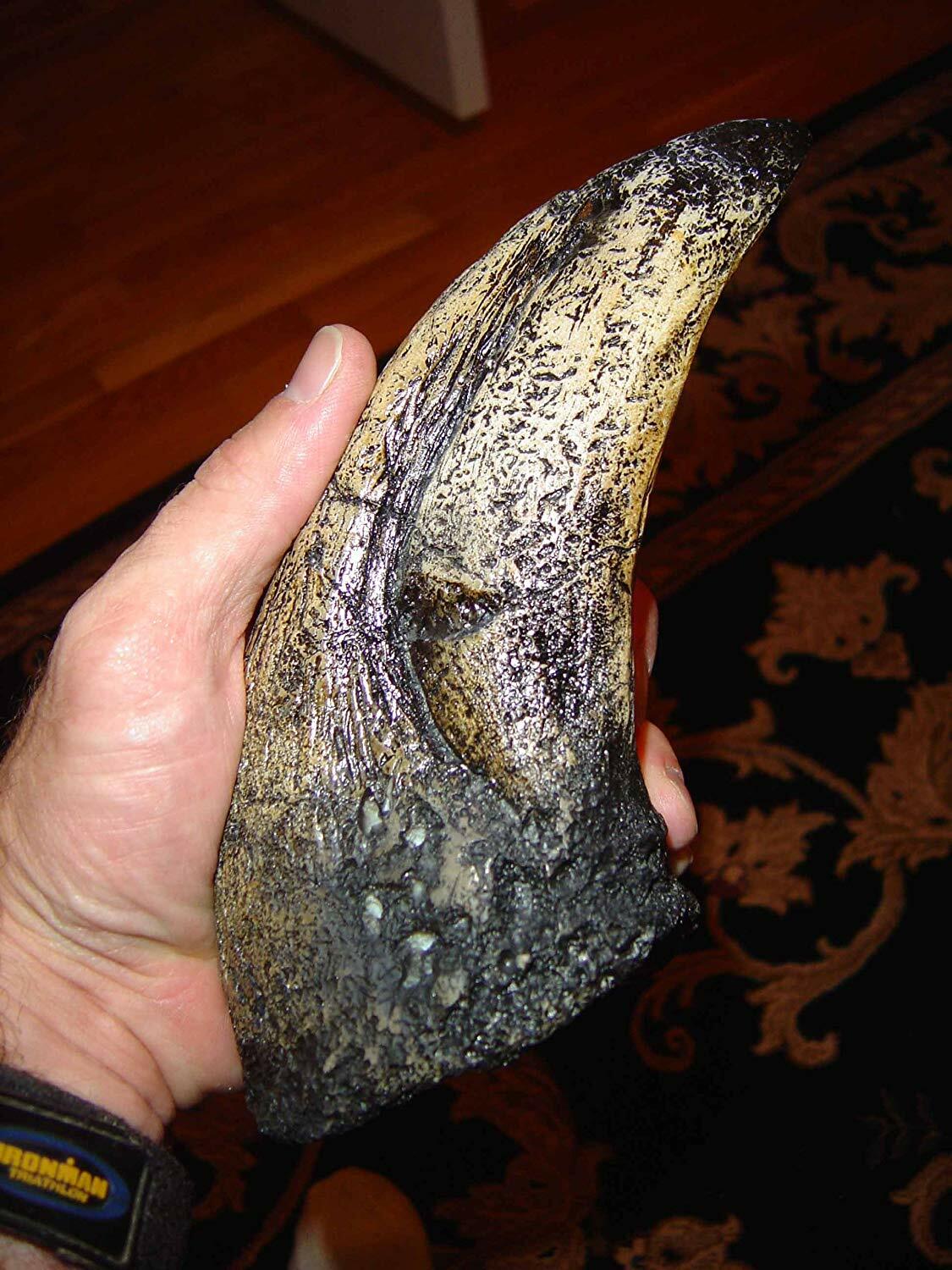 Giant Tyrannosaurus Rex (T-Rex) Toe Claw Replica - 9