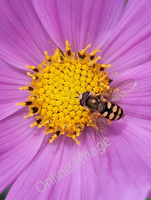 Photo 12x8 A Hover Fly on Cosmos flower Llanmaes/SS9869 Known only by its c2010