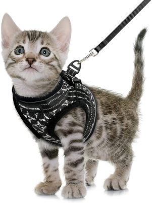 Kitten leashes hotsell