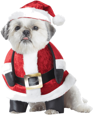 dog christmas outfit