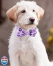 PET SHOW 60 Pack Small Dog Collar Bow Ties and Neck Ties Bulk Puppy Cats Paw Bone Adjustable Bowties for Small Medium Dogs Cute Birthday Bowknots Wedding Party Holiday Ties Pet Grooming Accessories