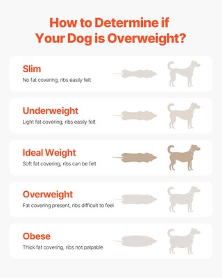 Dog Treadmill for Medium Dogs up to 220 lbs Indoor Pet Running Machine