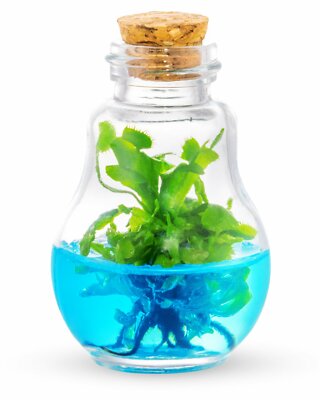 Venus Flytrap Terrarium, Signature Product, Zero Care Live Plant