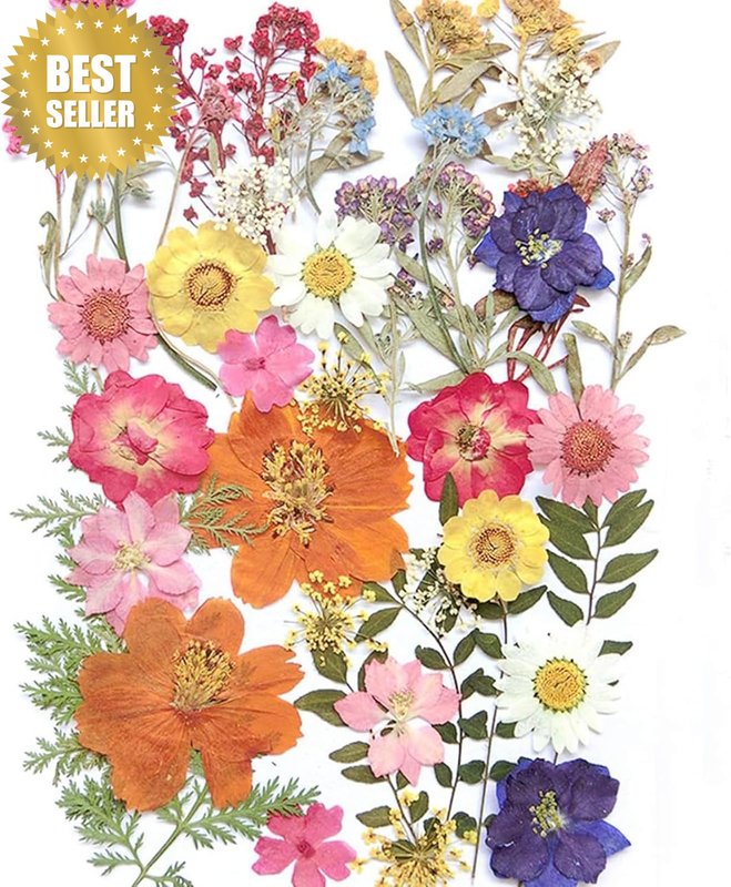 17 Types 48PCS Real Dried Pressed Flowers Leaf Plant Herbarium for DIY Resin Jew