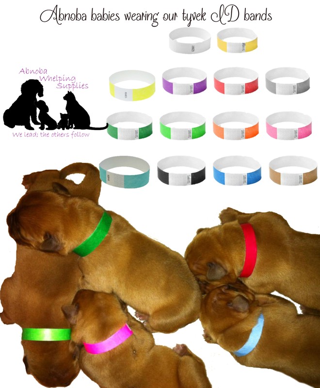 newborn kitten collars