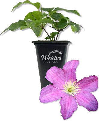 Clematis Comtesse De Bouchaud - Live Starter Plants in 2 Inch Growers Pots -...