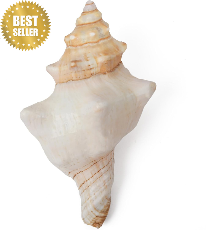 Large Natural Sea Shells, Huge Ocean Conch 15-16 Cm Jumbo Seashells Perfect for