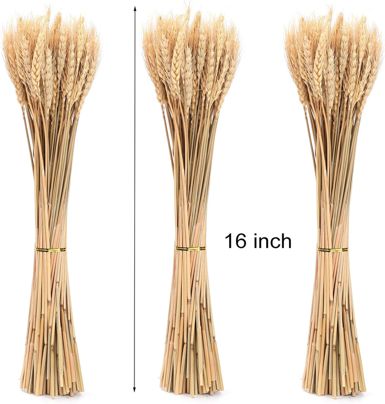 300 Stems 16 Inch Dried Wheat Sheaves, Natural Wheat Stalks Bundle Fall Arrangem