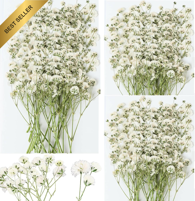 50Pcs Mini Dried Pressed Baby'S Breath Flowers - Pure Natural Flat Real White Gy