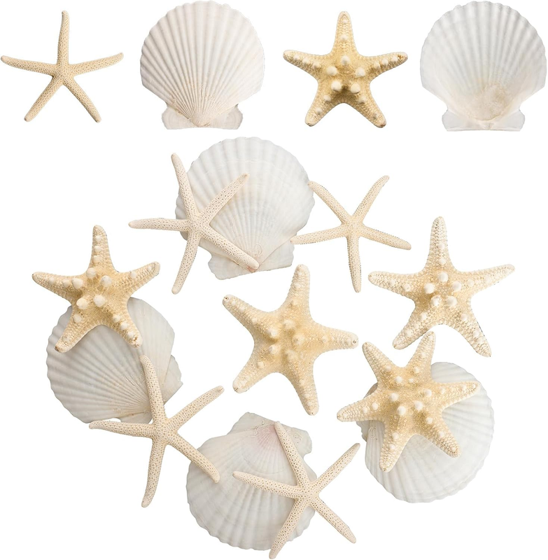 15PCS Starfish Scallop Shells for Crafts 3.5
