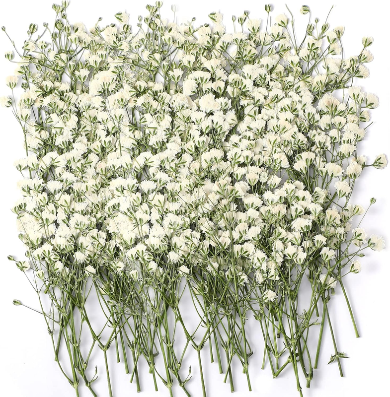 Coume 50 Pcs Mini Dried Babys Breath Flowers Pressed Babys Breath Bulk