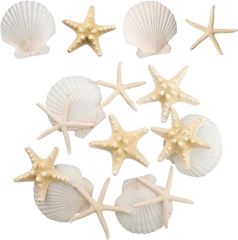12PCS Starfish Scallop Shells for Crafts 3.5