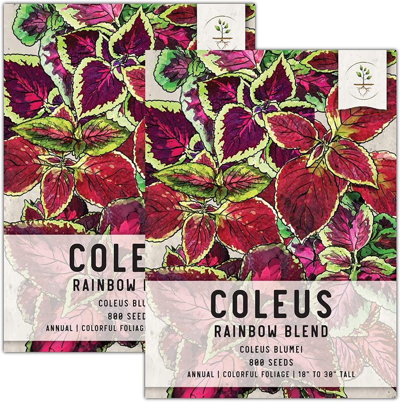 , Rainbow Blend Coleus Seeds for Planting (Coleus Blumei) Heirloom & Open Pollin