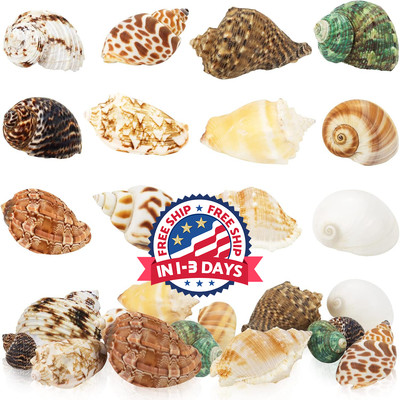 12pc Hermit Crab Shell - Openning sz 0.6''-2'' Medium to Large Growth Turbo Seashe