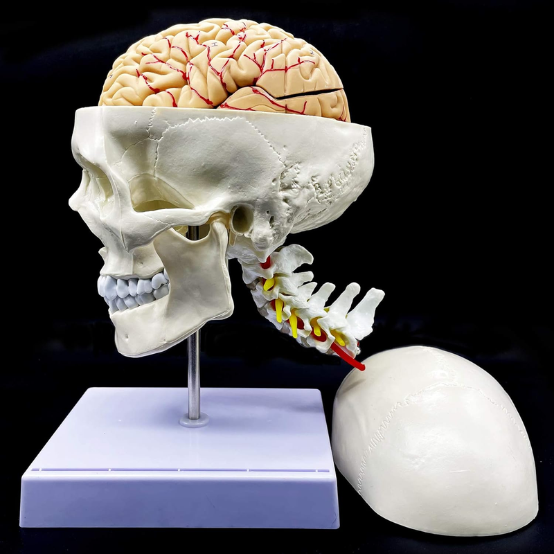 人体模型　脳脊髄循環Cerebrospinal FluidCirculation A78 Cerebro-spinal Fluid Circulation Model – Denoyer-Geppert