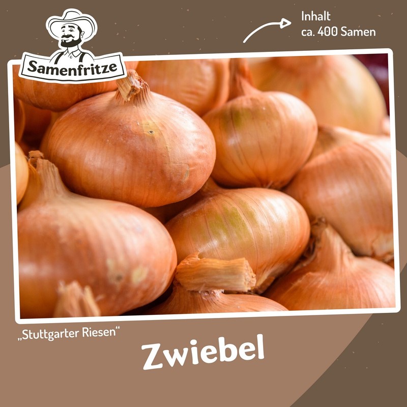 Zwiebel Stuttgarter Riesen Ca. 400 Samen - Sehr GroÃE, WeiÃFleischige Zwiebel