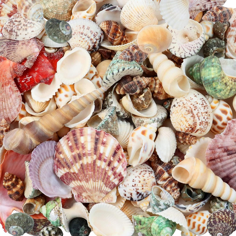 200 Pcs Sea Shells Bulk Mixed Ocean Beach Seashells for Kids, Various Sizes Natu