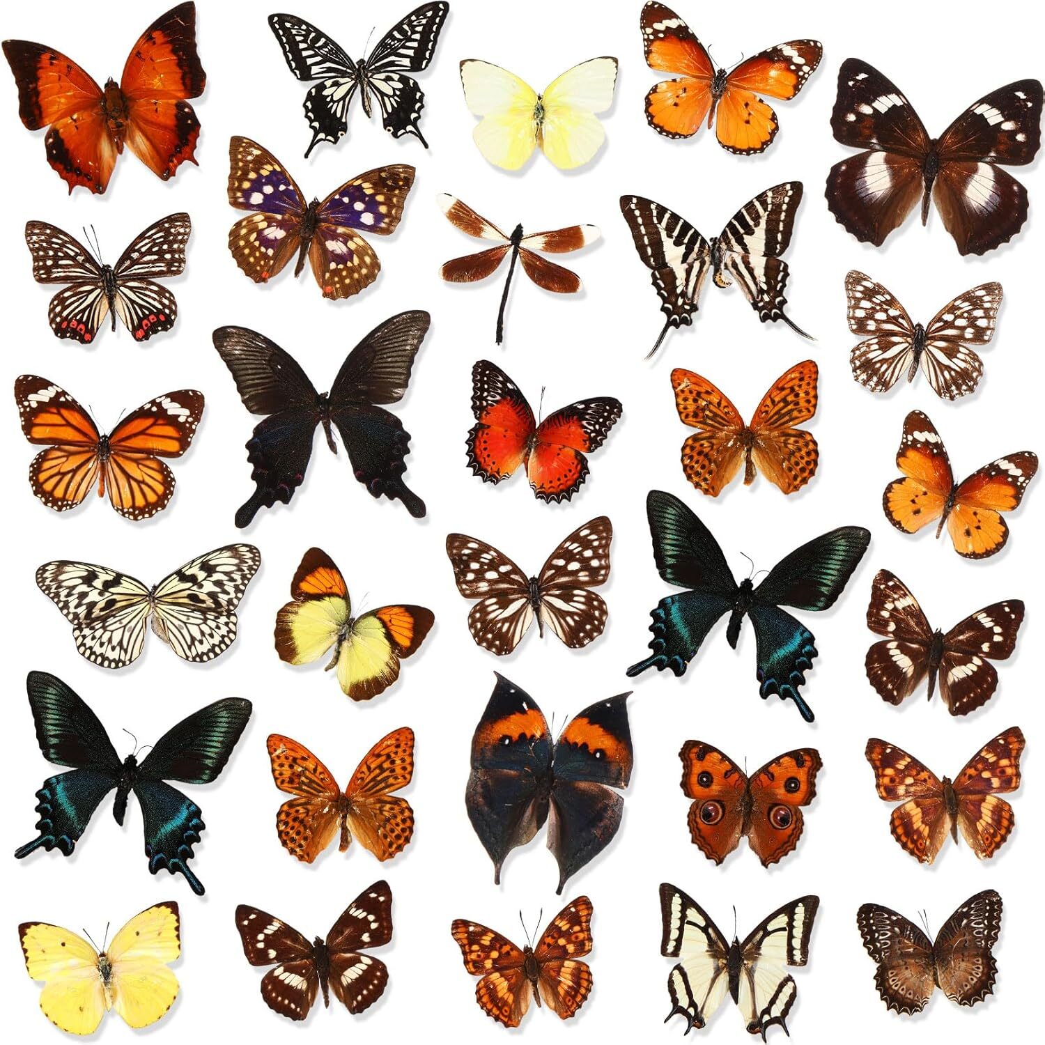 Sureema 4 pcs Butterfly Realistic Animal Life Growth Cycle Biological Model Figure Toys, Farm Animal Growth Model Figure Cake Toppers Educational Toys 30 Pcs Taxidermy Butterfly Real Butterfly Specimen Artwork Material