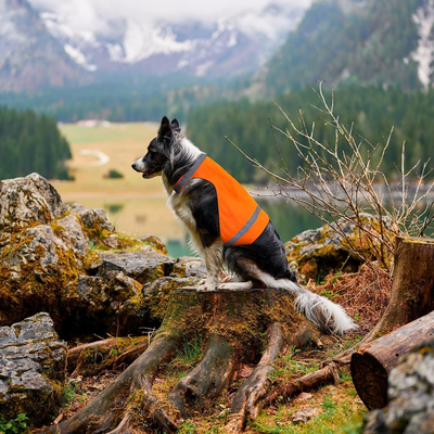 Blaze orange dog vest sales