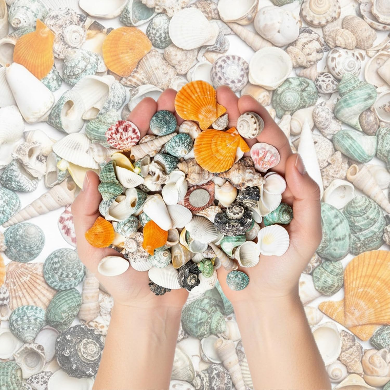200G Beach Mixed Sea Shells Various Sizes Bulk Ocean Conch Seashells Hermit Crab