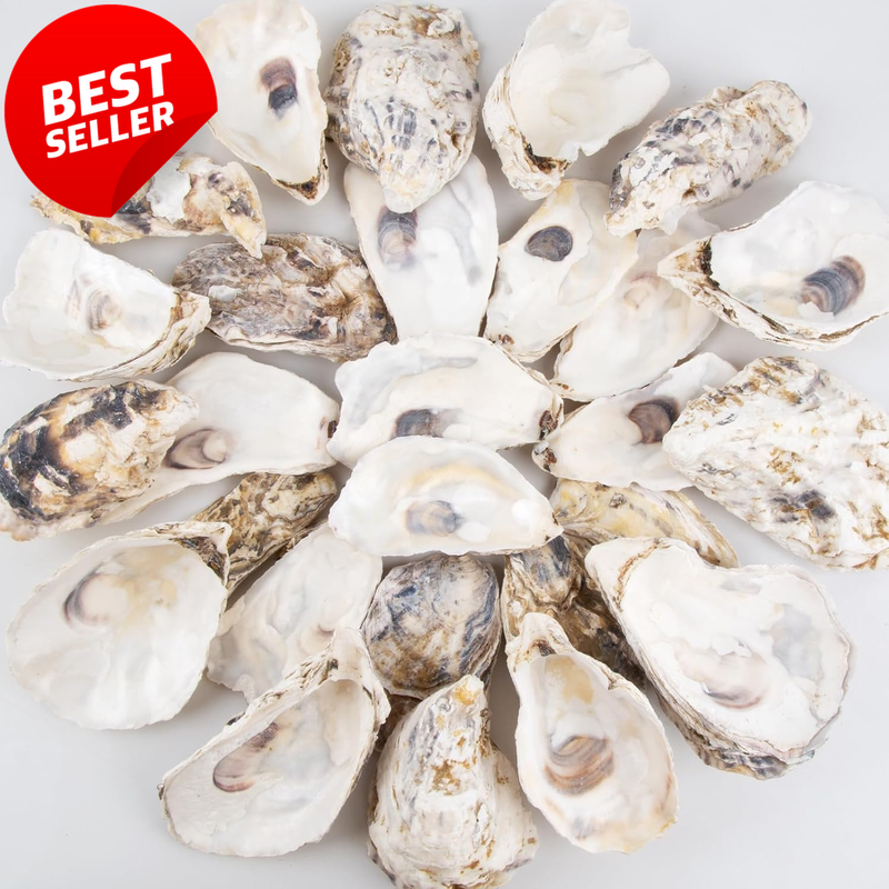 30PCS Large Oyster Shells 4-5in Flat Concave DIY Crafts Beach Decor - US