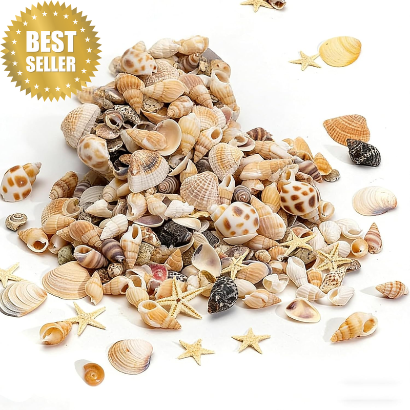 1100+ PCS Natural Seashells, Tiny Sea Shells & Small Starfish for Decorations, M
