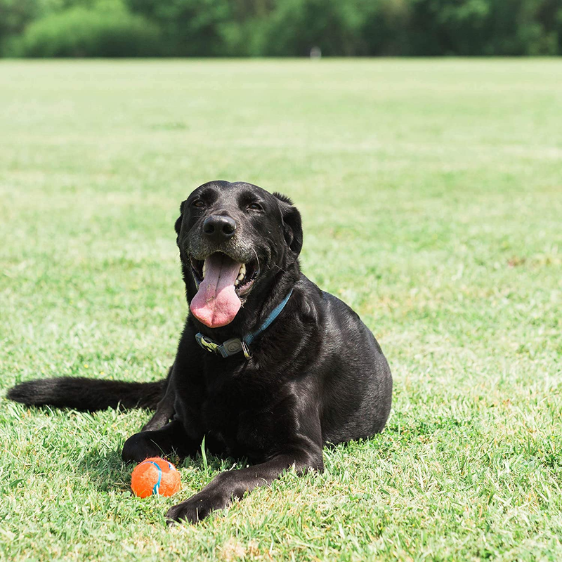 Chuckit! Dog Tennis Ball Toy, Medium Size, Pack of 2